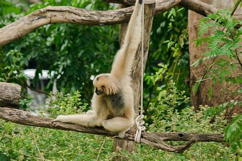 Siamang Berumbai Betina Penghuni Pohon Dalam Suspensi Thailand