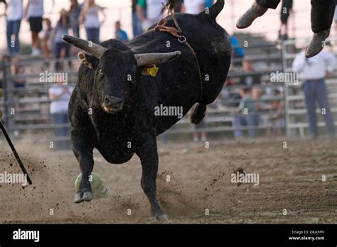 Charging Buffalo Hi Res Stock Photography And Images Alamy