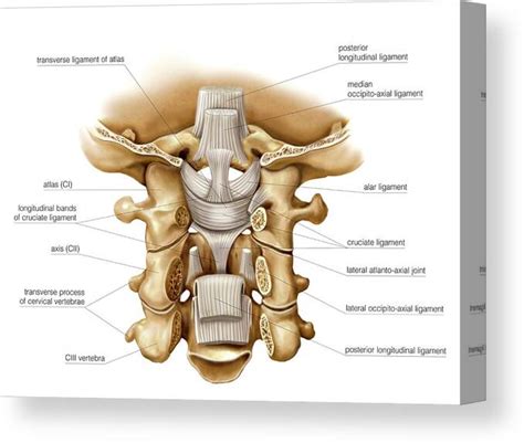 head  neck joints canvas print canvas art  asklepios medical