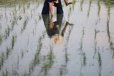 Farmer Rice Planting On Water Grain Paddy Plant Photo Background And