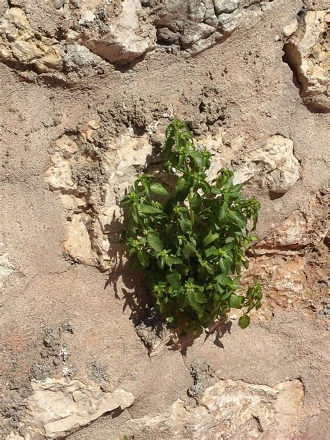 Alérgenos estacionales y alérgenos perennes Alergia y Asma Andalucía