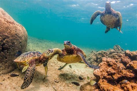 La Giornata Mondiale Delle Tartarughe Marine Esseri Speciali Da