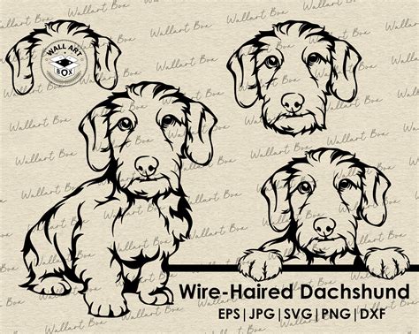 Wire Haired Dachshund Svg Dog Svg Files For Cricut Peeking Etsy Australia