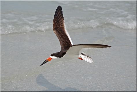 Skimmer 3410 110717 Pse Suncoast Seabird Sanctuary PSE Pr Flickr