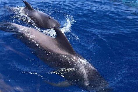 Tripadvisor Avistamiento De Ballenas Y Delfines En Catamar N En Costa