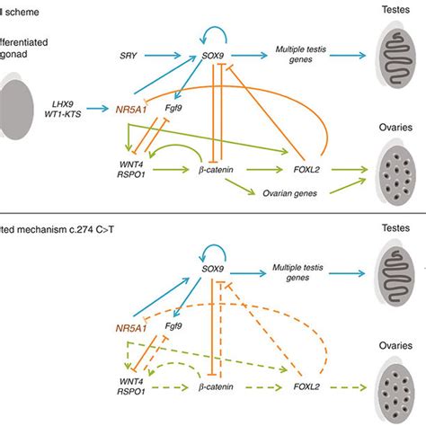 Schematic Overview Of The Sex Development Gene Regulation Network Download Scientific Diagram