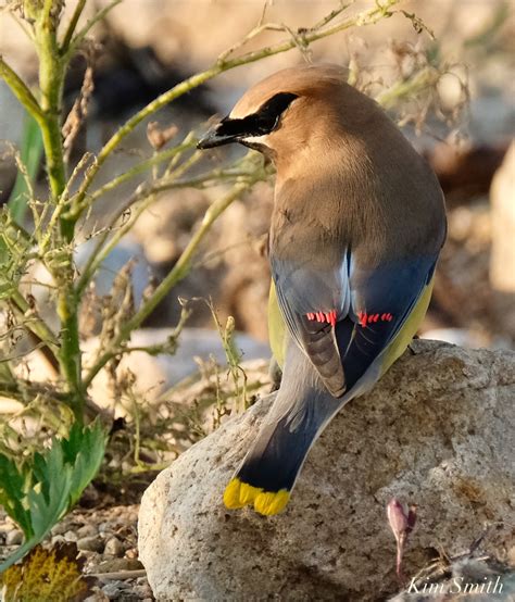 Cedar Waxwing Essex County Massachusetts Copyright Kim Smith 14 Of 37