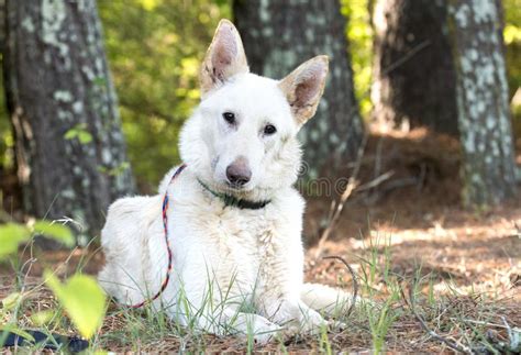 White German Shepherd Dog Laying Down Outside In The Trees Stock Image