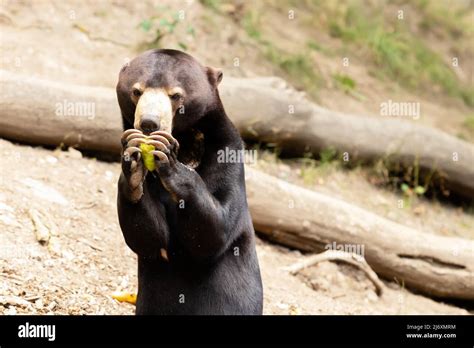 helarctos malayanus bear  malaysian bear   open mouth