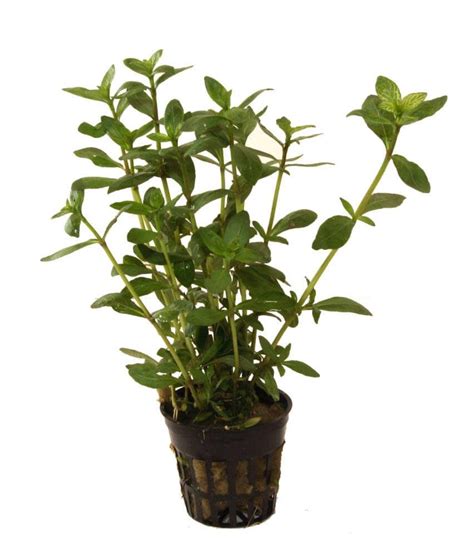 Hygrophila Polysperma Planta Para Acuario Por 420 € Comprar Peces Online