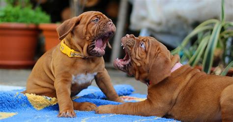 Meus Cachorros Estão Se Estranhando O Que Fazer