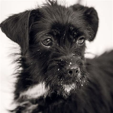 Wire Haired Terrier Mix images