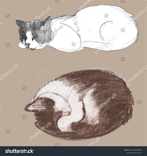 Drawing Cute Cat Realistic Image Animal Stock Vector (Royalty Free ...