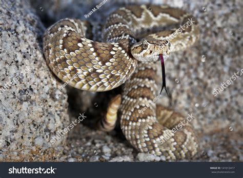 A Mojave Or Mohave Rattlesnake (Crotalus Scutulatus) Rattles And Flicks Tongue In Arizona, Usa ...