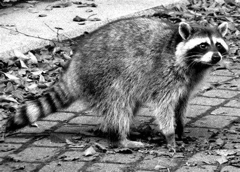 Free Raccoons Flickr