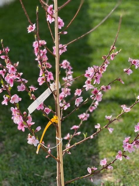 June Gold Peach Trees For Sale