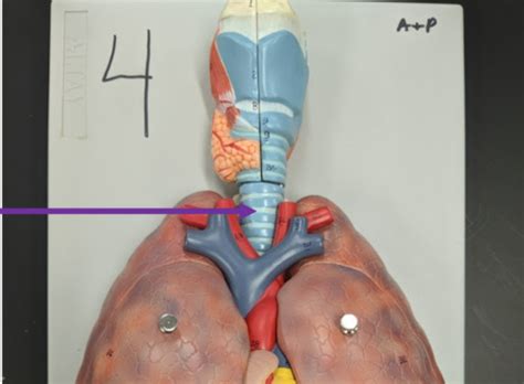 Respiratory Models Flashcards Quizlet