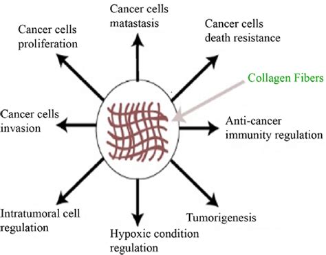 Collagen Behavior With Cancer Cells Download Scientific Diagram