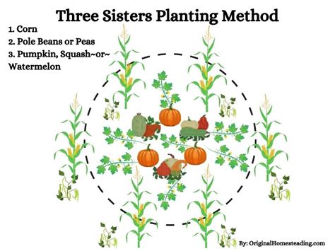 The Three Sisters Companion Planting