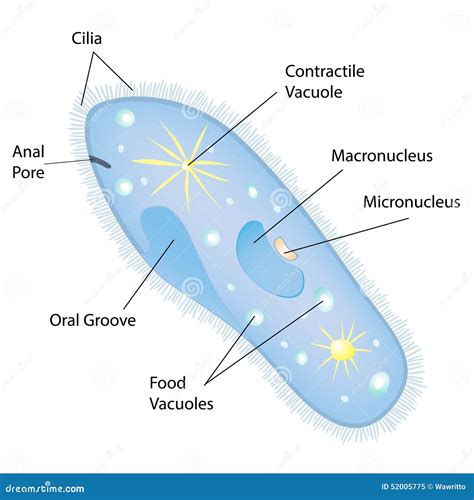 Anatomia De Um Paramecium Vetor Ilustração Do Vetor Ilustração De Organismo Ciliar 52005775