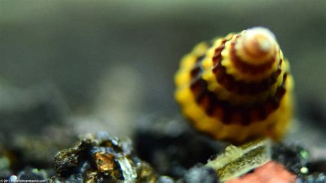 Assassin Snail Care Size Diet Feeding And Tankmates Video