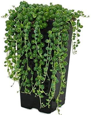 Planta Rosario o Senecio rowleyanus guía de cultivo y cuidados