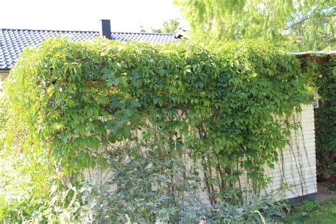 Parthenocissus Quinquefolia Var Engelmannii Essunga Plantskola