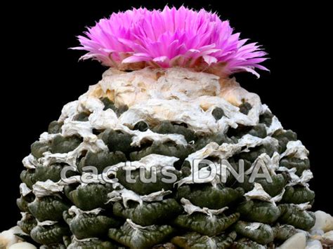 Ariocarpus Fissuratus S Xxl Ex Extra Large Plants Cactus Dna