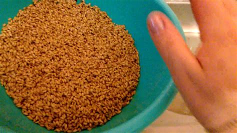 как проращиваю зерно курам - YouTube