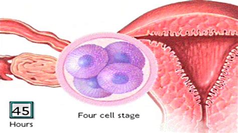 Zygote Embryo