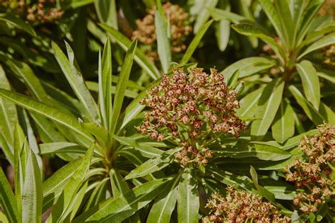 Garden trends - A fashion for foliage – Genus Gardenwear