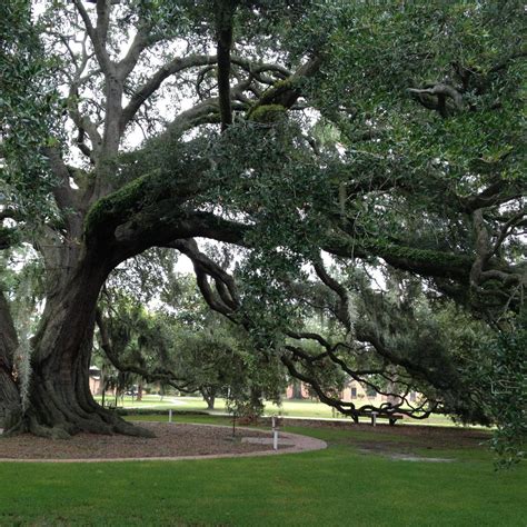 Live Oak Characteristics