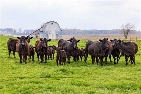 Black Angus Cattle Pictures, Images and Stock Photos - iStock