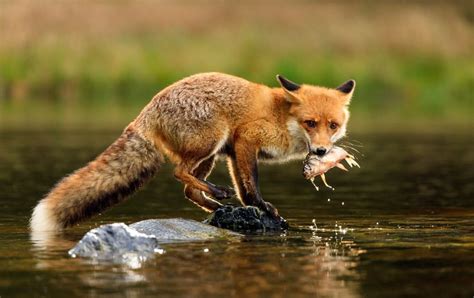 12 fantastic facts about foxes - Cottage Life