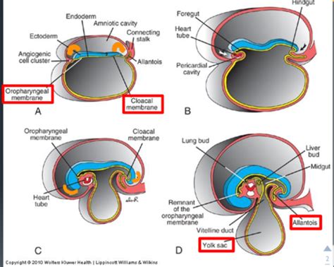 GI embryology Flashcards | Quizlet