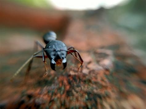 Formiga É Animal Ou Inseto - Formiga é Animal Ou Inseto - GITEDU