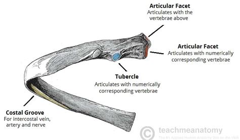 costal groove vein artery nerve