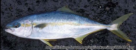 Japanese amberjack - Alchetron, The Free Social Encyclopedia