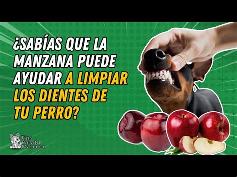 Los Perros Pueden Comer Manzana Cruda