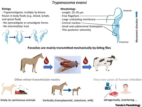 Trypanosoma