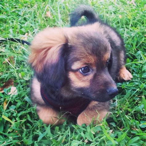 Pomeranian Dachshund Mix Puppies - Pets Lovers