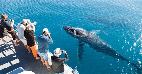 Whale Watching Hervey Bay, Queensland | Roadtrippers