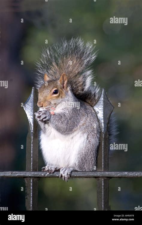 Grey Squirrel Sciurus Carolinensis Eating A Peanut On Railings London