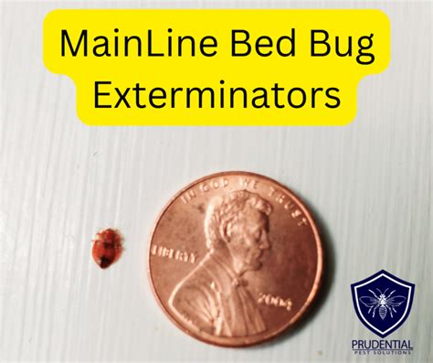 Main Line Bed Bug Exterminators Prudential Pest Solutions