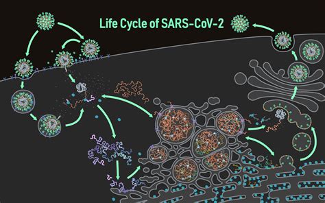 SARS-CoV-2 Visualization and Annotation Project — The Animation Lab