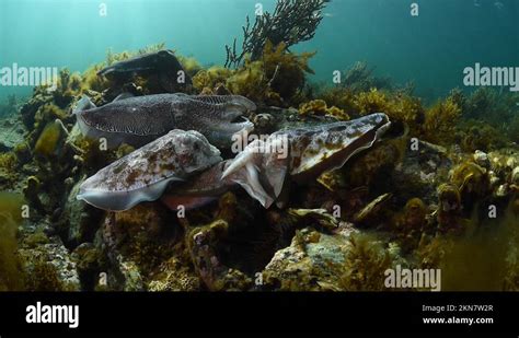 Australian Giant Cuttlefish Aggregation Sepia Apama Underwater In