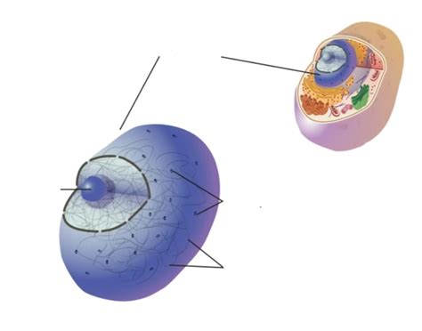 Parts of a Nucleus Quiz