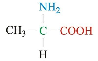 Alanine - an amino acid - Assignment Point