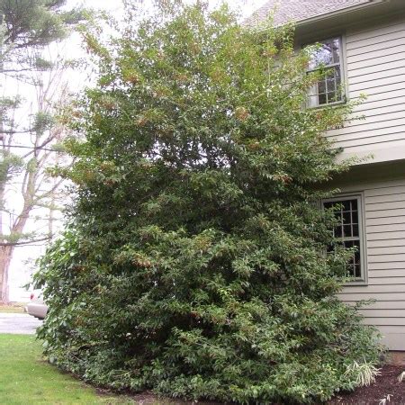 ilex summer hill nursery