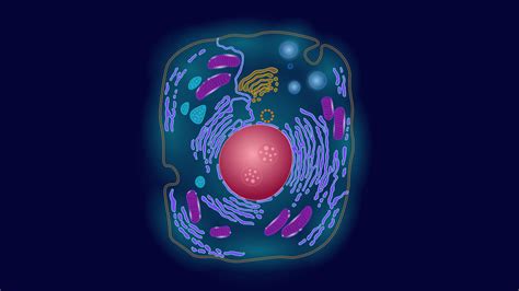 Mitochondria In A Human Cell